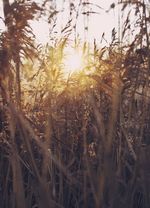 Wiesengräser mit Abendsonne Wiesengräser mit Abendsonne